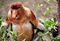 Kahau nosatý - Proboscis monkey - Bako N.P.
