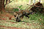 Ethiopie - 