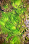 Ethiopie - 