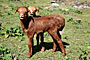 Ethiopie - 