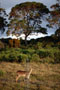 Ethiopie - 