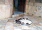 India - Deshnok - Rat Temple