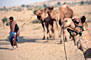 India - Rajasthan