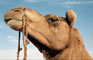 India - Rajasthan desert