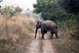 Corbett