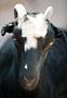 Írán - goat