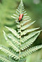 Leptura Rubra