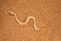 Namibie - Sidewinder Snake