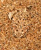 Namibie - Sidewinder Snake
