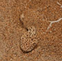 Namibie - Sidewinder Snake