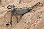 Namibie - Namaqua Chameleon