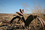 Namibie - Welwitschia