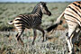 Namibie