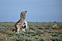 Namibie