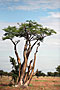Namibie