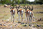 Namibie