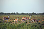 Namibie