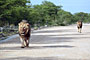 Namibie