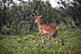 Namibie