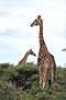 Namibie