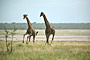 Namibie