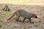 Namibie