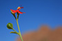 Namibie
