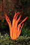Krásnorůžek lepkavý (Calocera viscosa)
