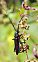 Tesařík (Aromia moschata)