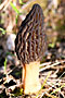 Smrž kuželovitý (Morchella conica)