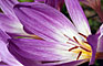 Ocún jesenní - Colchicum autumnale