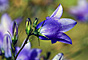 Zvonek luční­ Bell-flower