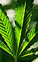 Konopí seté (Cannabis sativa L.)