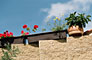 Flowers-2006