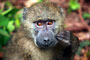 Pavián Babuin (Baboon)  - Arusha National Park - Tanzánie