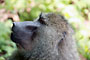 Pavián Babuin (Baboon) - Arusha National Park - Tanzánie
