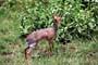Dikdik Kirkův (Kirks Dik-Dik) -Tanzánie