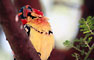 Vousák červenožlutý (Red and yellow barbet) - Tanzánie