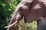 Slon Africký (African Elephant) - Lake Manyara National Park - Tanzánie