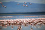 Plameňák malý (Lesser Flamingo) - Lake Nakuru National Park- Keňa