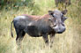 Prase Bradavičnaté (Wart-Hog) -Tanzánie
