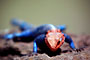 Agama osadní (Common Agama) -Tanzánie