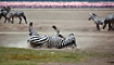 Zebra Stepní (Burchells Zebra) -Tanzánie