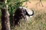 Buvol Kaferský (African Buffalo) -Tanzánie
