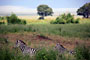Zebra Stepní (Burchells Zebra) -Tanzánie