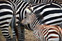 Zebra Stepní (Burchells Zebra) -Tanzánie