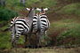 Zebra Stepní (Burchells Zebra) -Tanzánie