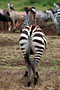 Zebra Stepní (Burchells Zebra) -Tanzánie