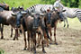 Pakůň Žíhaný (Wildebeest) -Tanzánie