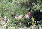 Lev (Lion) - Serengeti National Park - Tanzánie